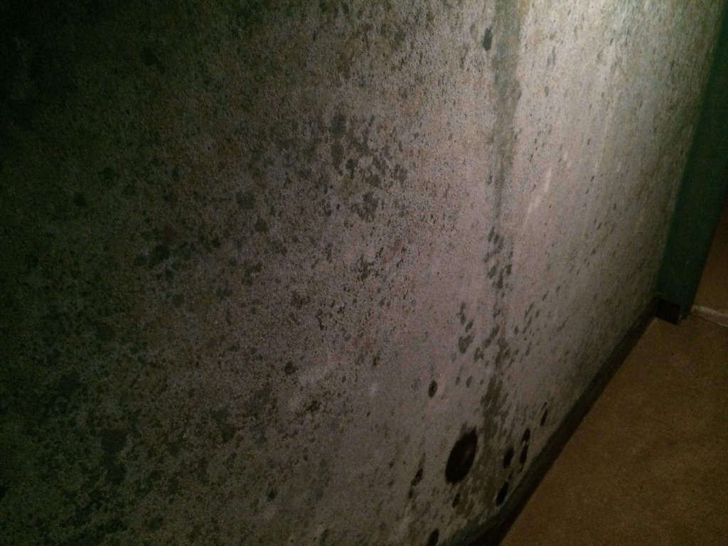 Mold growing on the wall