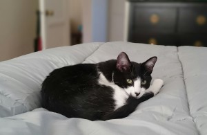 Cat on bedding.