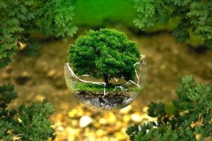 tree growing in a broken half sphere of glass surrounded by shrubery