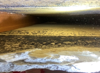 large amount of mold growing in a wall cavity