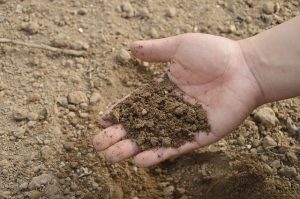 hand holding soil from the ground