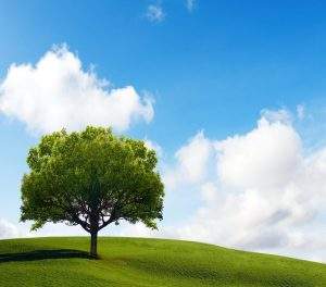 lone tree in a field