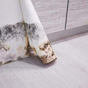 mold hidden under wallpaper, mold inspection course