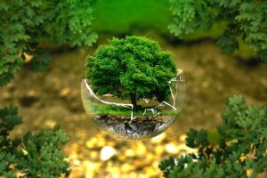 tree inside a glass container background, karl environmental group